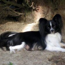 Profile image of Sommerhaus