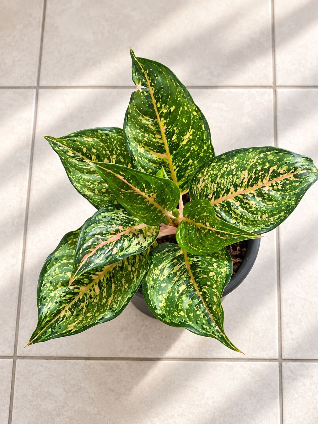 Piante & sementi: Aglaonema✨ – Nuovo (secondo la descrizione) da Altdorf UR venduto da nemio.shop 1