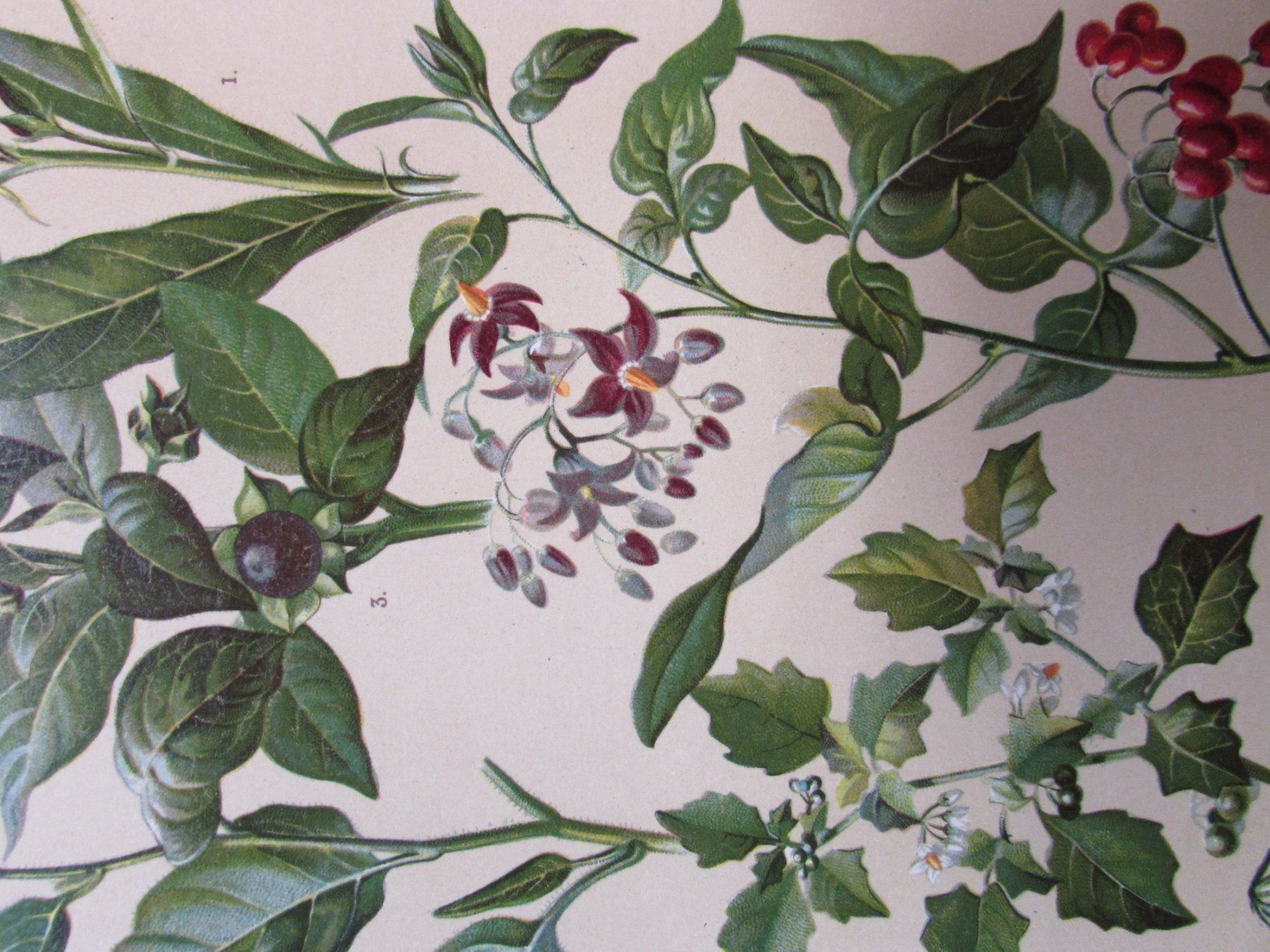 Stiche: Botanik, 2 Litho.Tafeln,1911 – Gebraucht aus Walchwil von Shells1 4