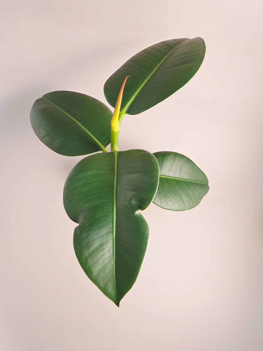 Piante & sementi: Gummibaum / Ficus elastica Steckling #2 – Nuovo (secondo la descrizione) da Gerolfingen venduto da Azora 2