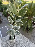 Panachierter Gummibaum Höhe ca 150cm, mit Übertopf