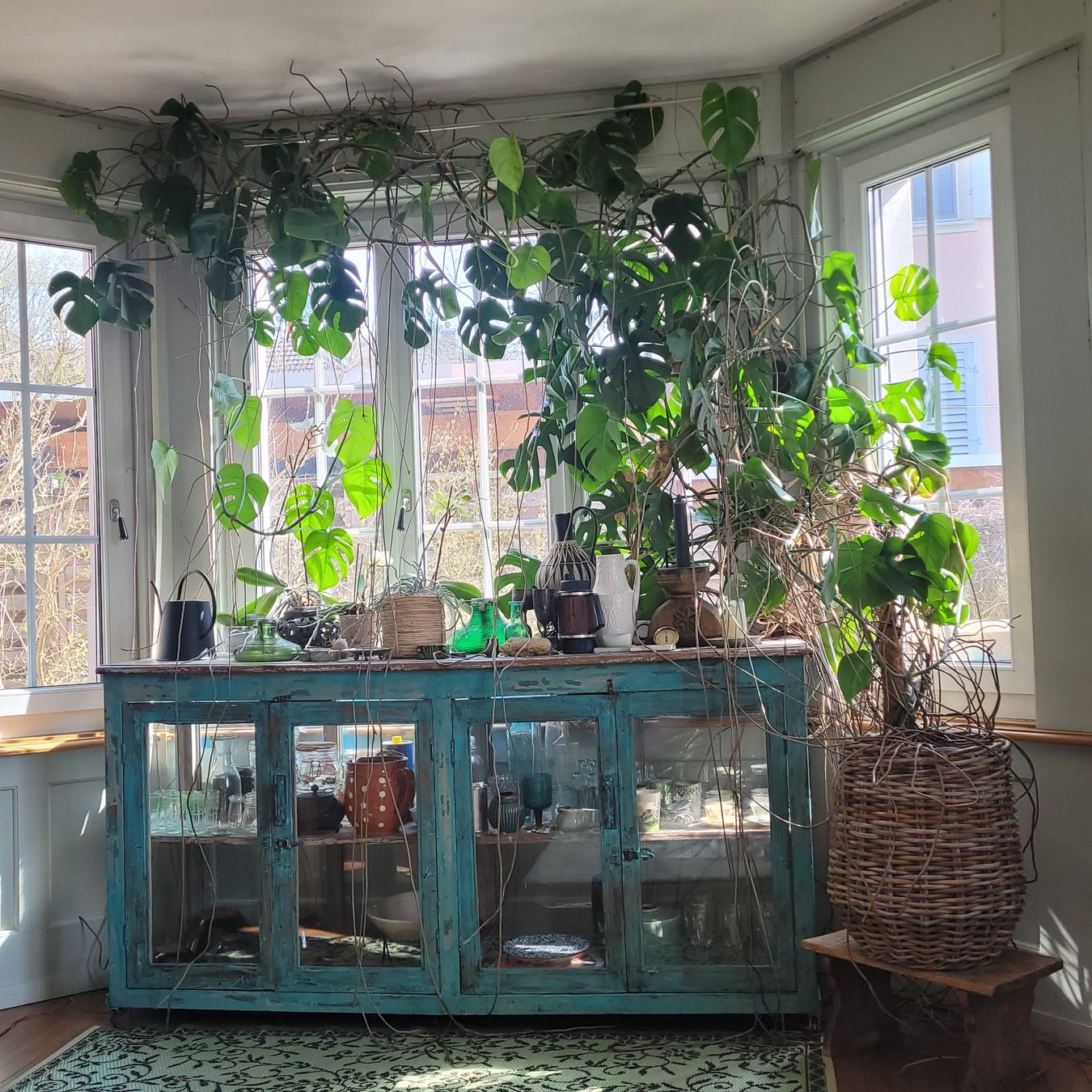 Piante & sementi: Monstera deliciosa – Usato da Schönenwerd venduto da rosamanda