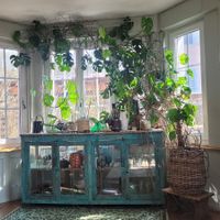 Monstera deliciosa