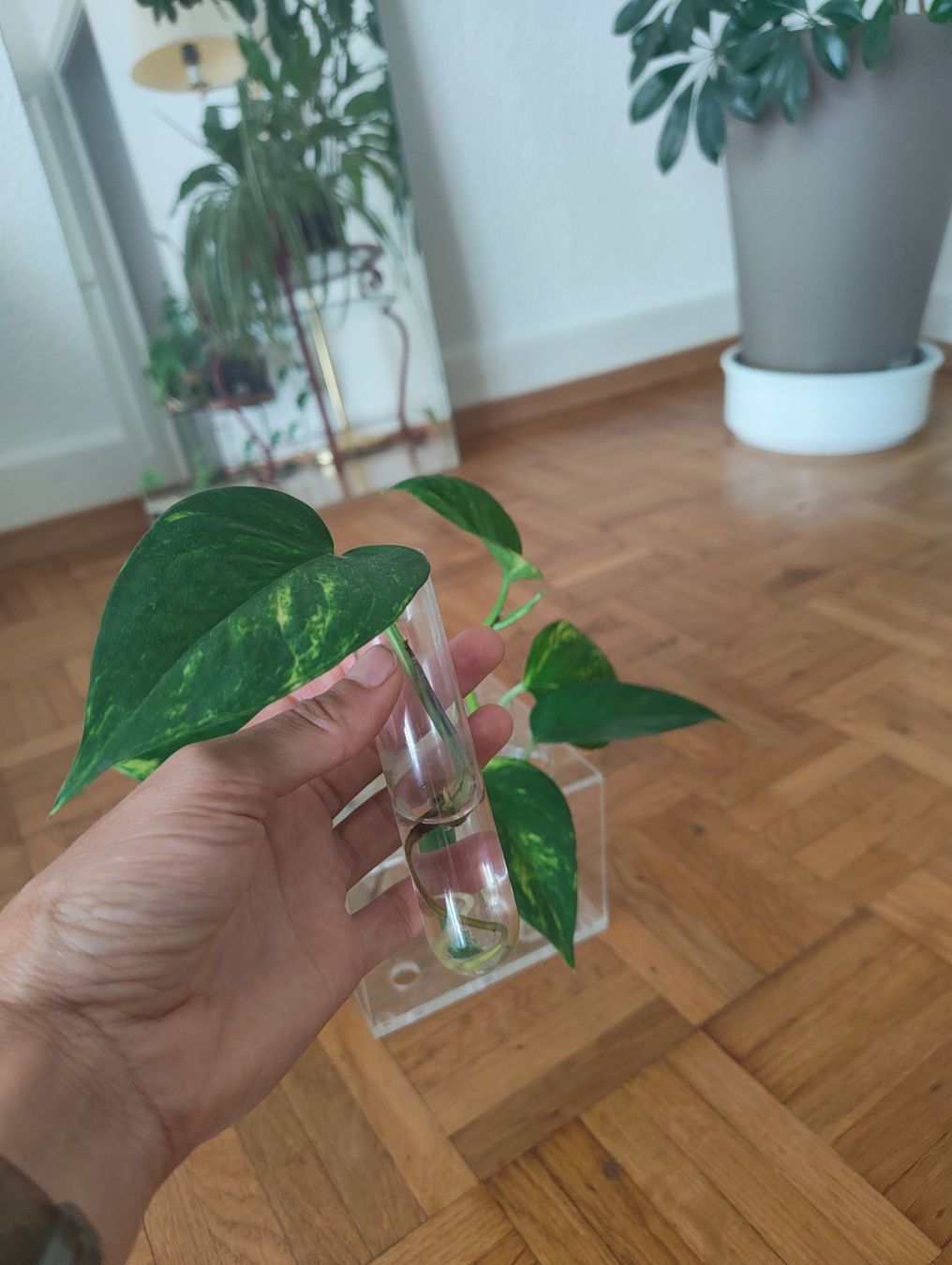 Pflanzen & Samen: Boutures de Epipremnum aureum – Neu (gemäss Beschreibung) aus Vevey von con_dwl8