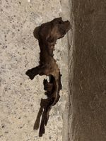 Aquarium-Wurzel / Naturholz ca. 10 × 30 cm – gebraucht – Aqu
