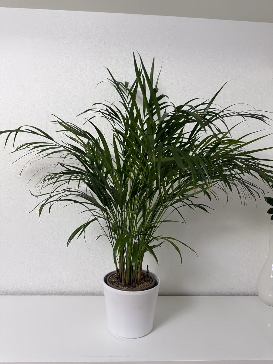 Piante & sementi: Goldfruchtpalme, inkl. Topf – Usato da Gossau SG venduto da cuk_fyc6 1