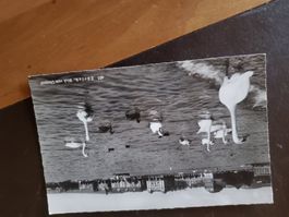 Antike Postkarte vom Zürich mit See