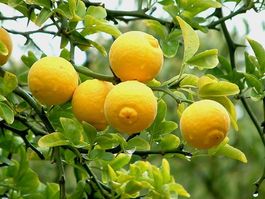Citronnier épineux rustique -15 Poncirus Trifoliata 2 PLANTS