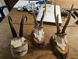 Seltene Gems-Geweih Trophäen auf Holzsockel, 3er Set! (S1)