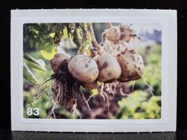 MIGROS MANIA Nature Detectives Nr. 83