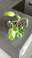 🌿 Philodendron White Princess – inkl. Übertopf & Moosrankhi