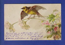 OISEAU jaune