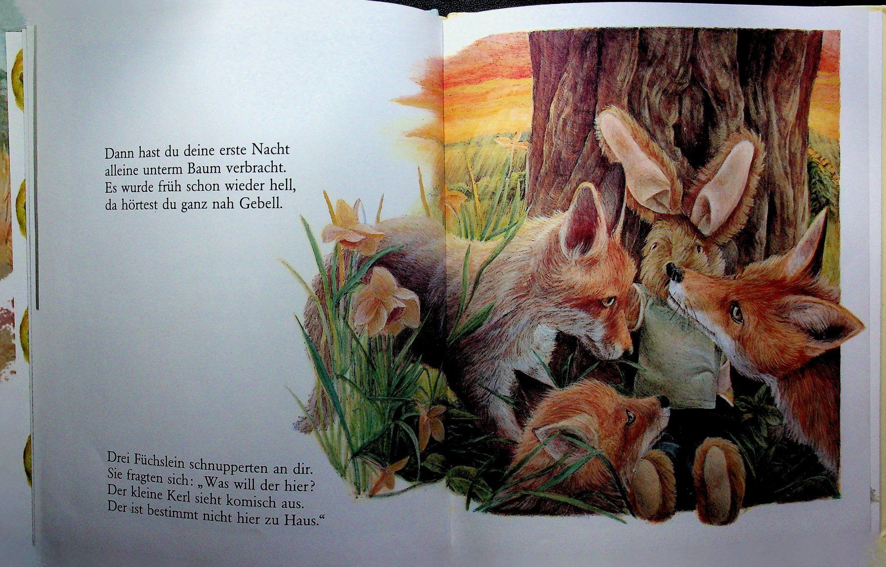 Bücher: Alison Catley Herr Hase war auf einmal weg! – Gebraucht aus Reitnau von Zaomir 3