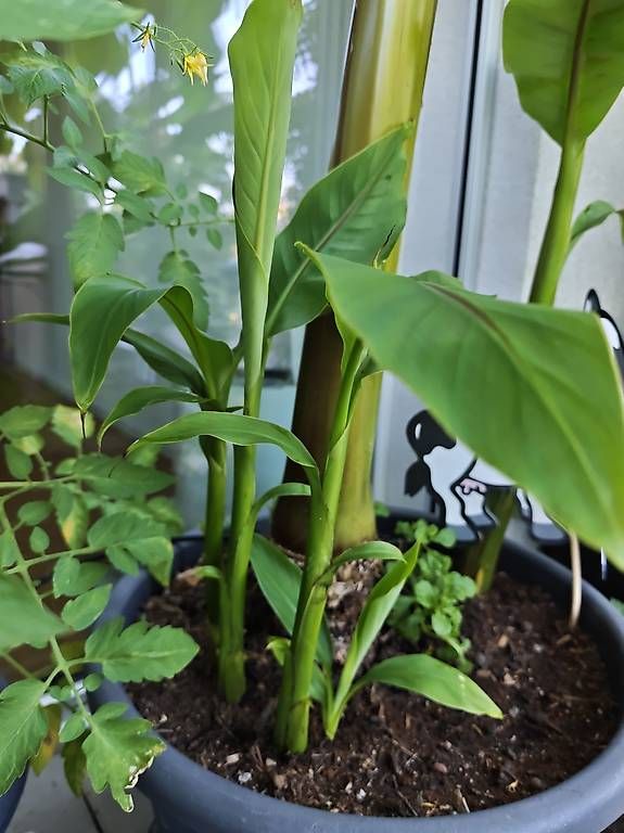 Plantes & graines: Bananenstauden Musa basjoo | Kindel/Ableger – D'occasion à Boll par ttr-fun 2