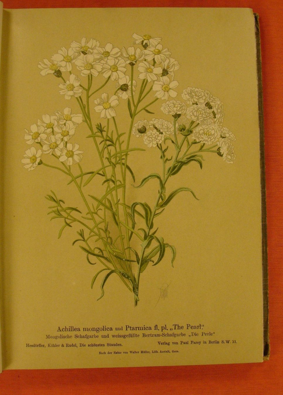 Libri: DIE SCHÖNSTEN STAUDEN, 48 BLUMENTAFELN – Usato da Grüningen venduto da Kartensammler 3