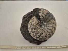 Ammonit Fossil Versteinerung Mineralien Rarität Sammelobjek
