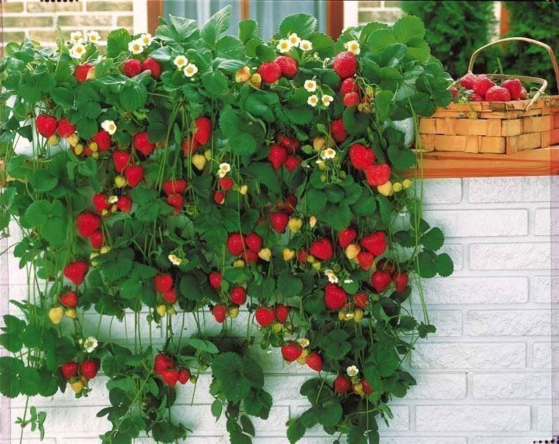 Piante & sementi: Fraisier Mount Everest  5 plants – Nuovo (secondo la descrizione) da Bremblens venduto da FIBONACCI369