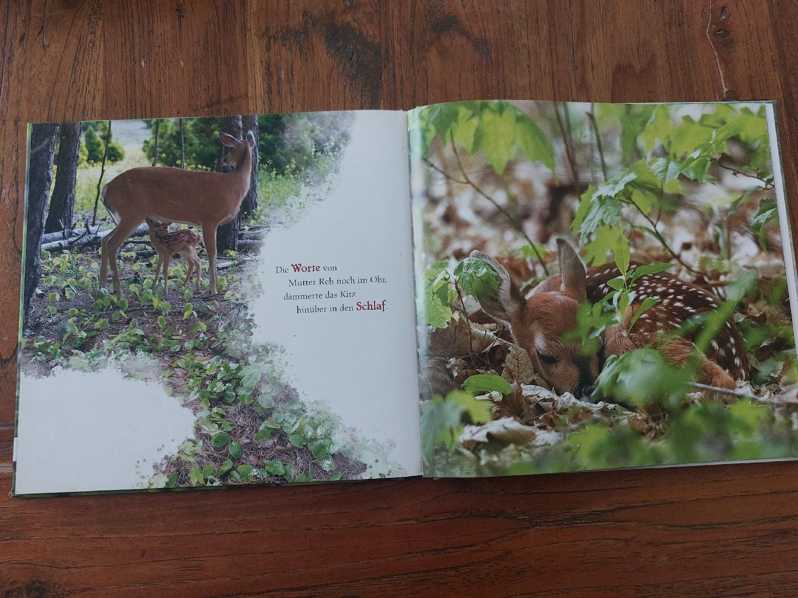 Bücher: Kinderbuch Kleines Wunder im Wald  – Gebraucht aus Wetzikon ZH von LTFKL5 2