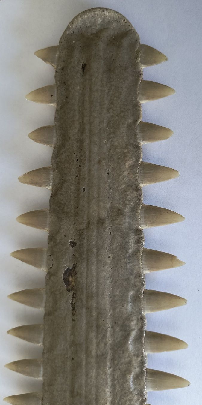 Fossili: Schwertfisch Antik Rochen mit Zähnen – Nuovo (secondo la descrizione) da Laufen venduto da Rimita 3