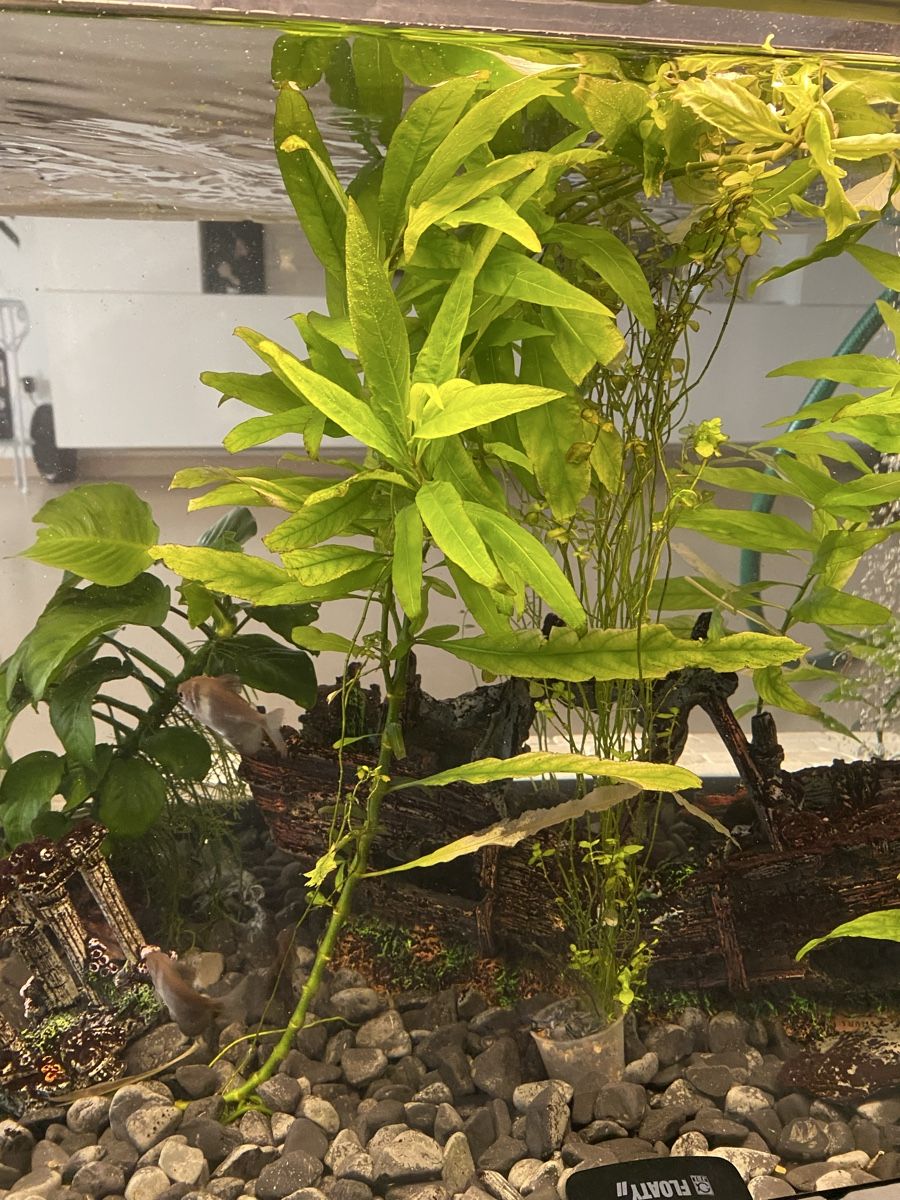 Piante & sementi: Aquarium Pflanzen – Usato da Kaltbrunn venduto da la77