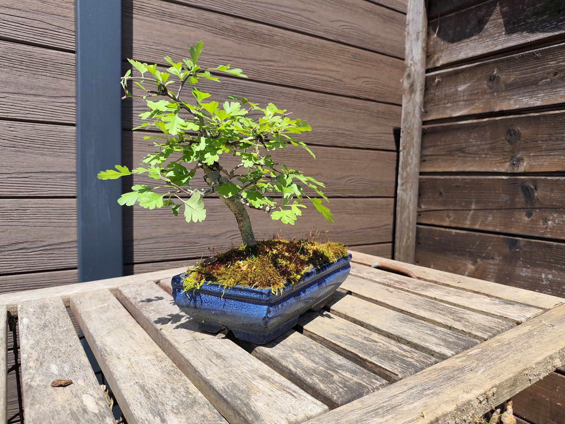 Piante & sementi: Bonsai Weissdorn – Usato da Oberwil BL venduto da suaku 4