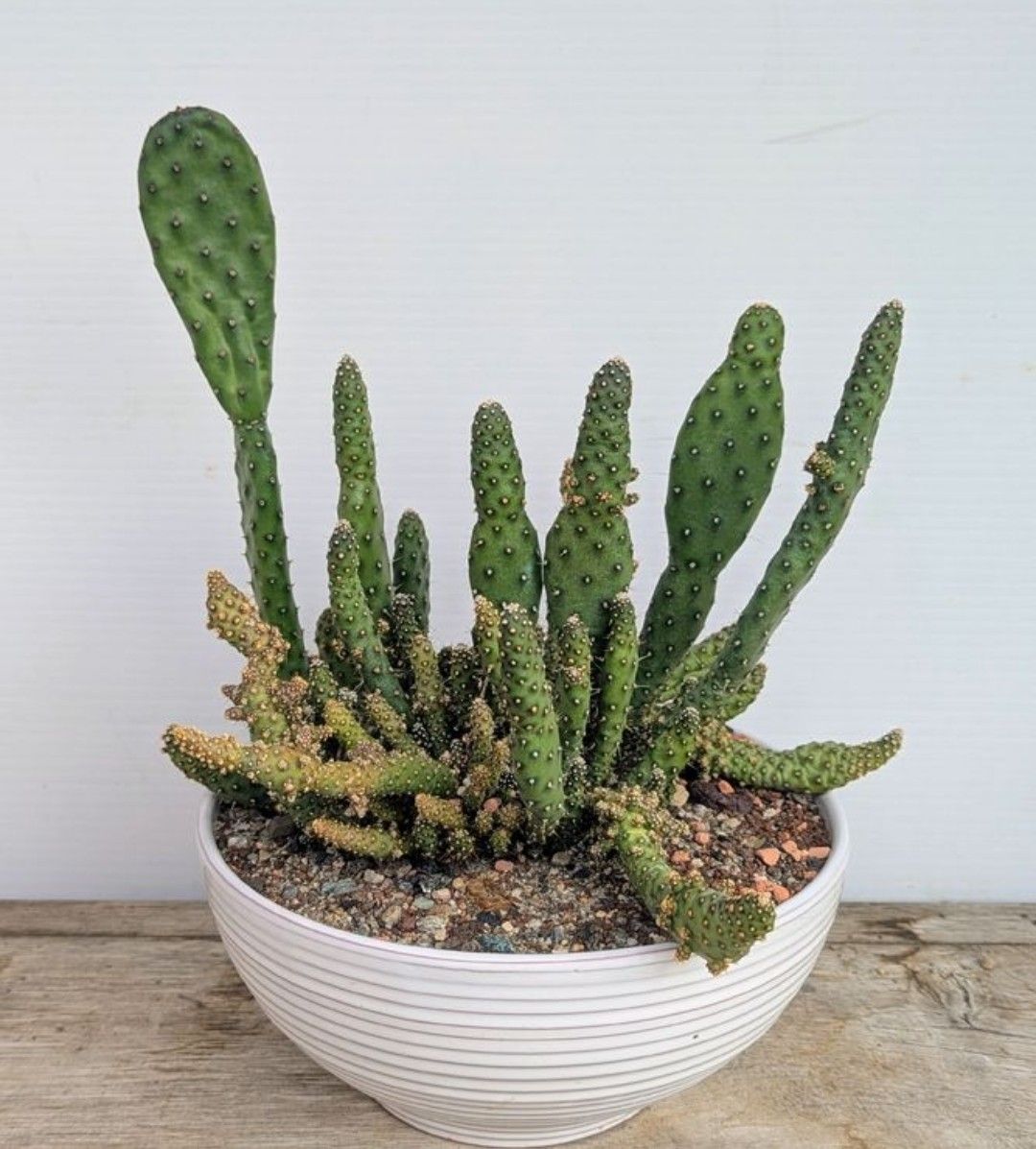Piante & sementi: Opuntia  – Usato da Comano venduto da che_8lc2