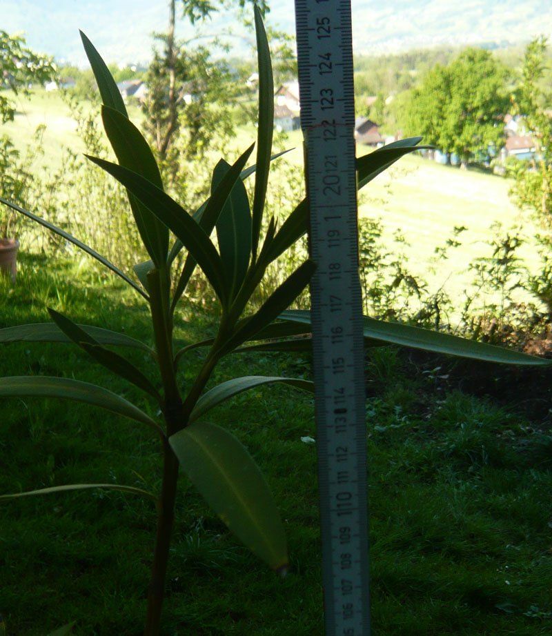 Piante & sementi: Oleander 120 cm / Pflanze – Nuovo (secondo la descrizione) da Ruggell venduto da Btt 1