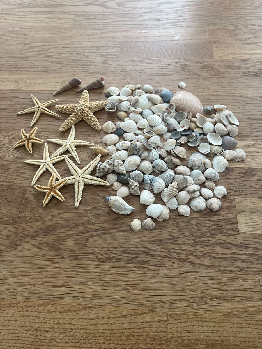 Tutte le decorazioni: Seesterne und Muscheln – Usato da Sursee venduto da abcdxyz
