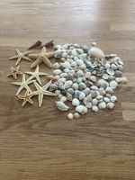 Seesterne und Muscheln