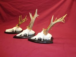 Reh, Geweihe, Trophäe, Horn, Dekoration, Jagd Abwurfstangen