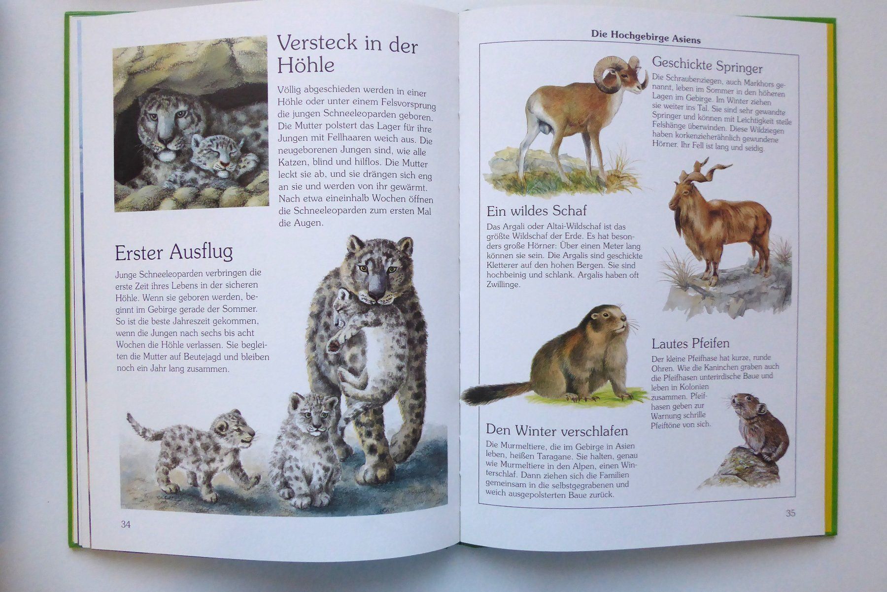 Libri: Wo Tiere leben - Sachbuch – Usato da Wettingen venduto da tonia3 3