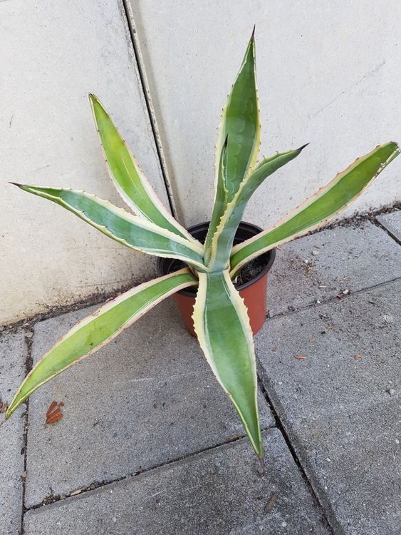agave parryi winterhart Agave parryi var. 'Neomexicana' - Neumexikanische Agave