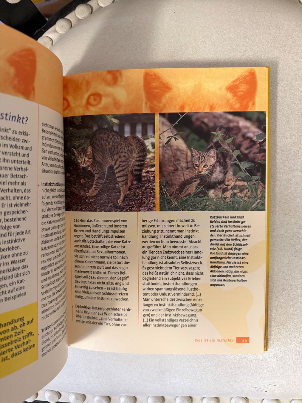 Libri: Wenn Katzen reden könnten – Usato da Dietikon venduto da Buchantiqdietikon 2