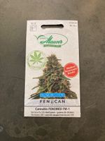 CBD Samen Maurer