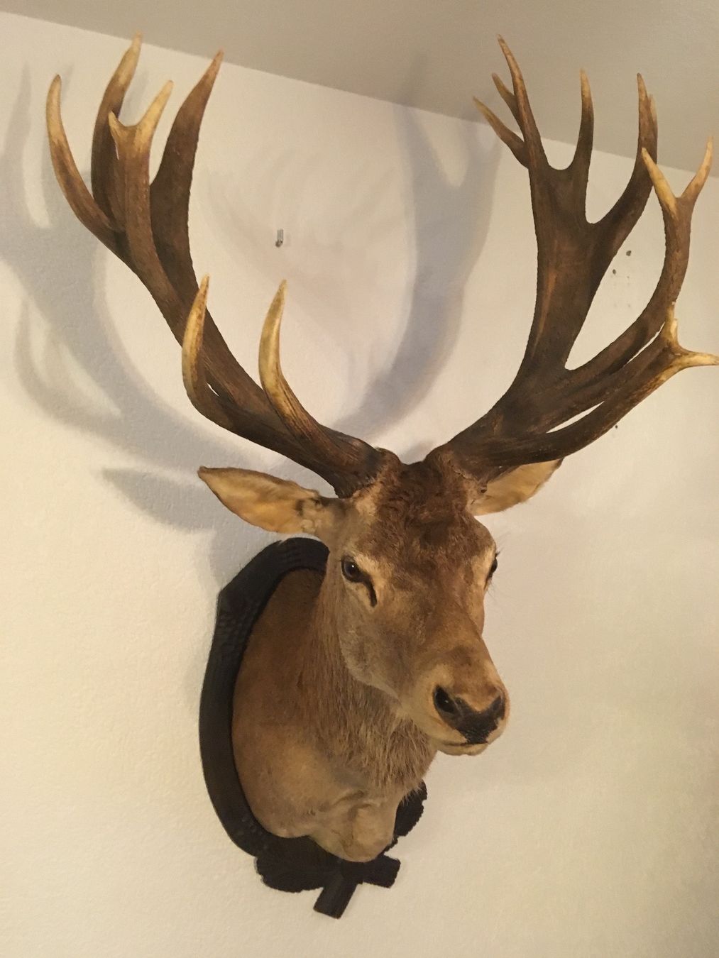 Il mondo degli animali: Cerf 20 cors naturalisé – Usato da Orsières venduto da 2012momo01 3