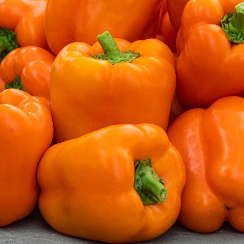 Piante & sementi: 30 Samen Paprika REWIA Orange – Nuovo (secondo la descrizione) da Ehrendingen venduto da VerveinaSamen 1