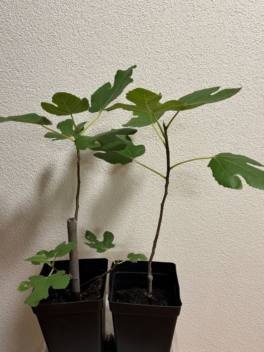 Plantes & graines: Feigenbaum 2 Stück – D'occasion à Wil SG par Mogli301