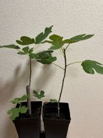 Feigenbaum 2 Stück