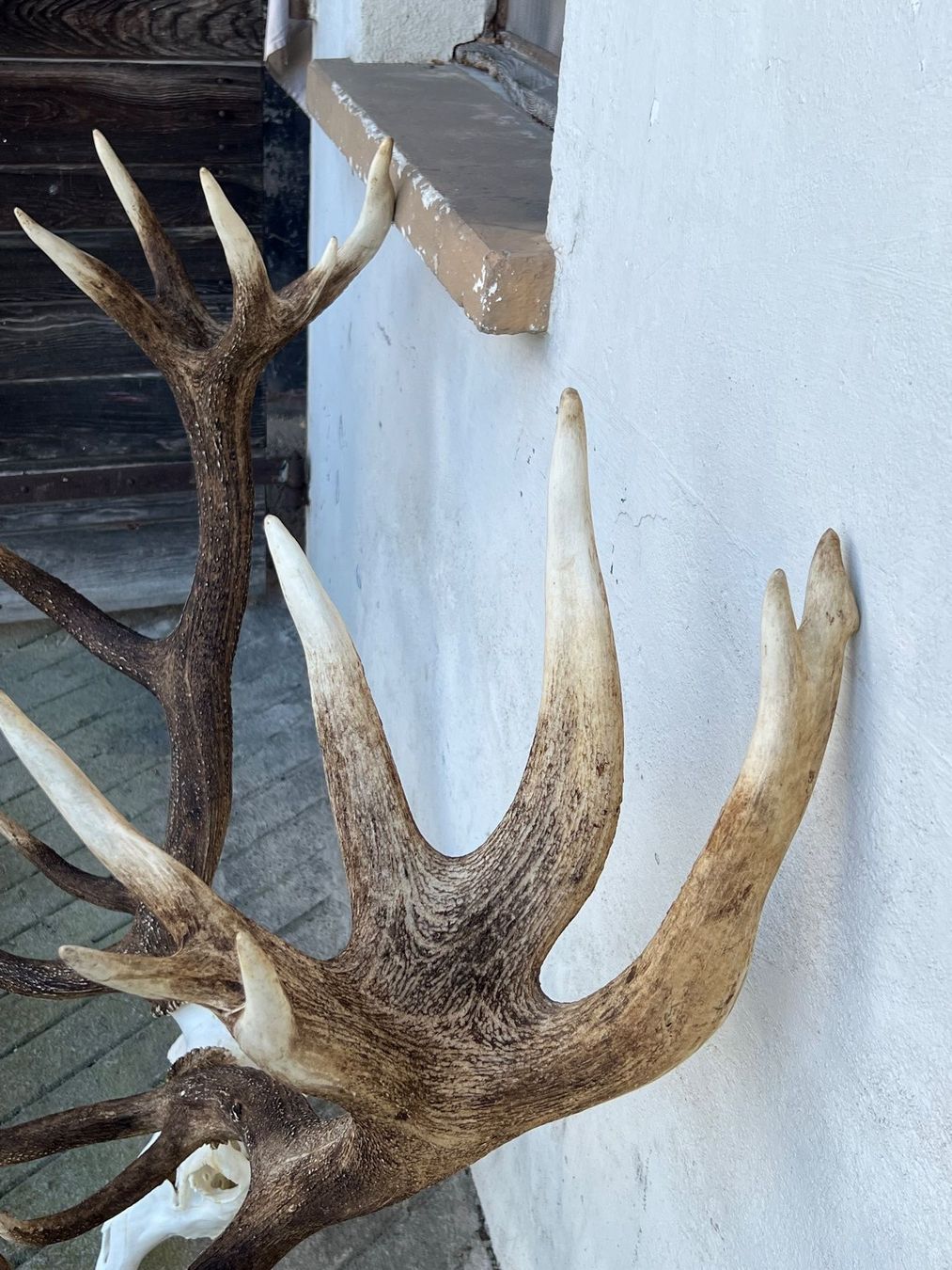 Altre raccolte & rarità: Hirsch Geweih 11,7 Kg riesig! – Usato da Vaduz venduto da Vella007 6