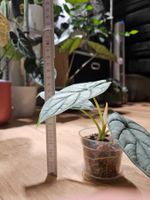 Alocasia Silver Dragon (small)
