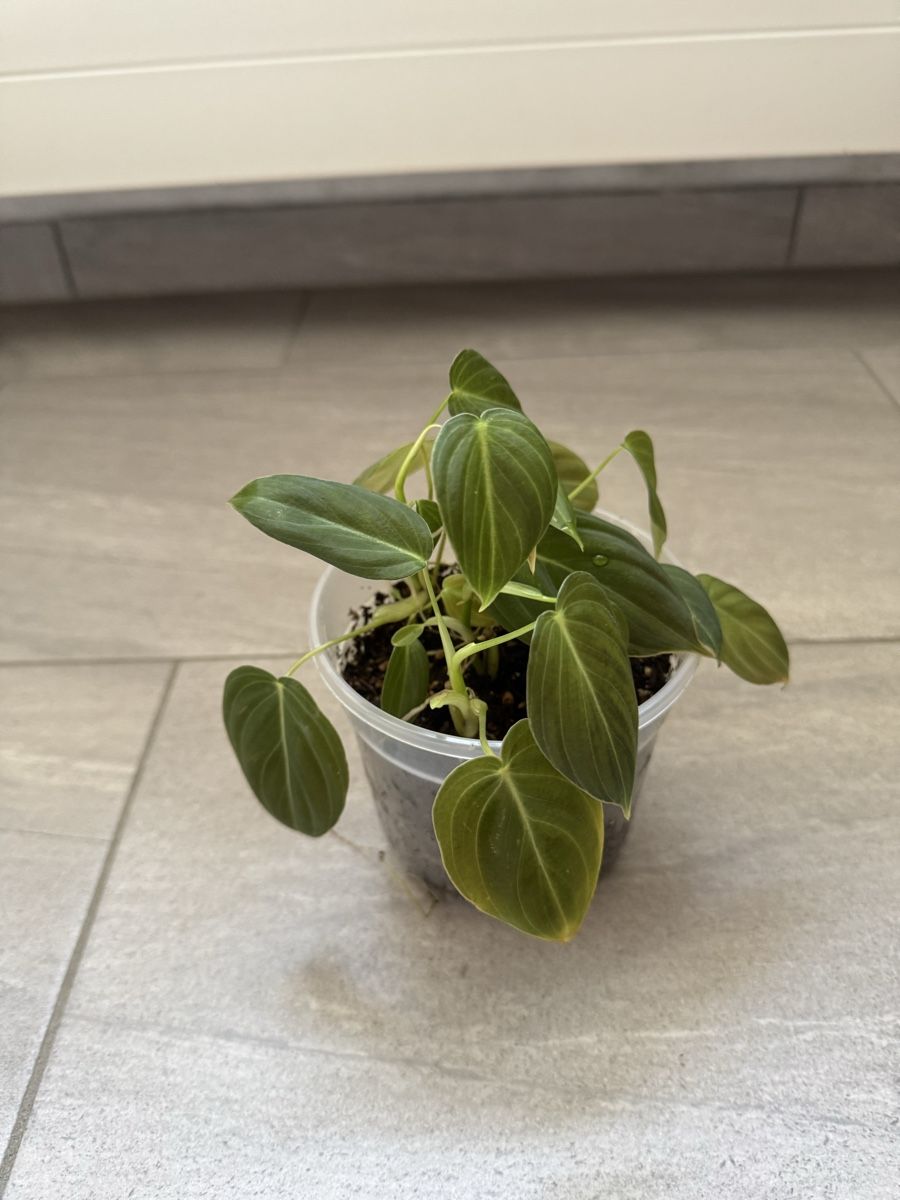 Plantes & graines: Philodendron Melanochrysum – Neuf (Voir description) à Sugiez par fabandy16 3