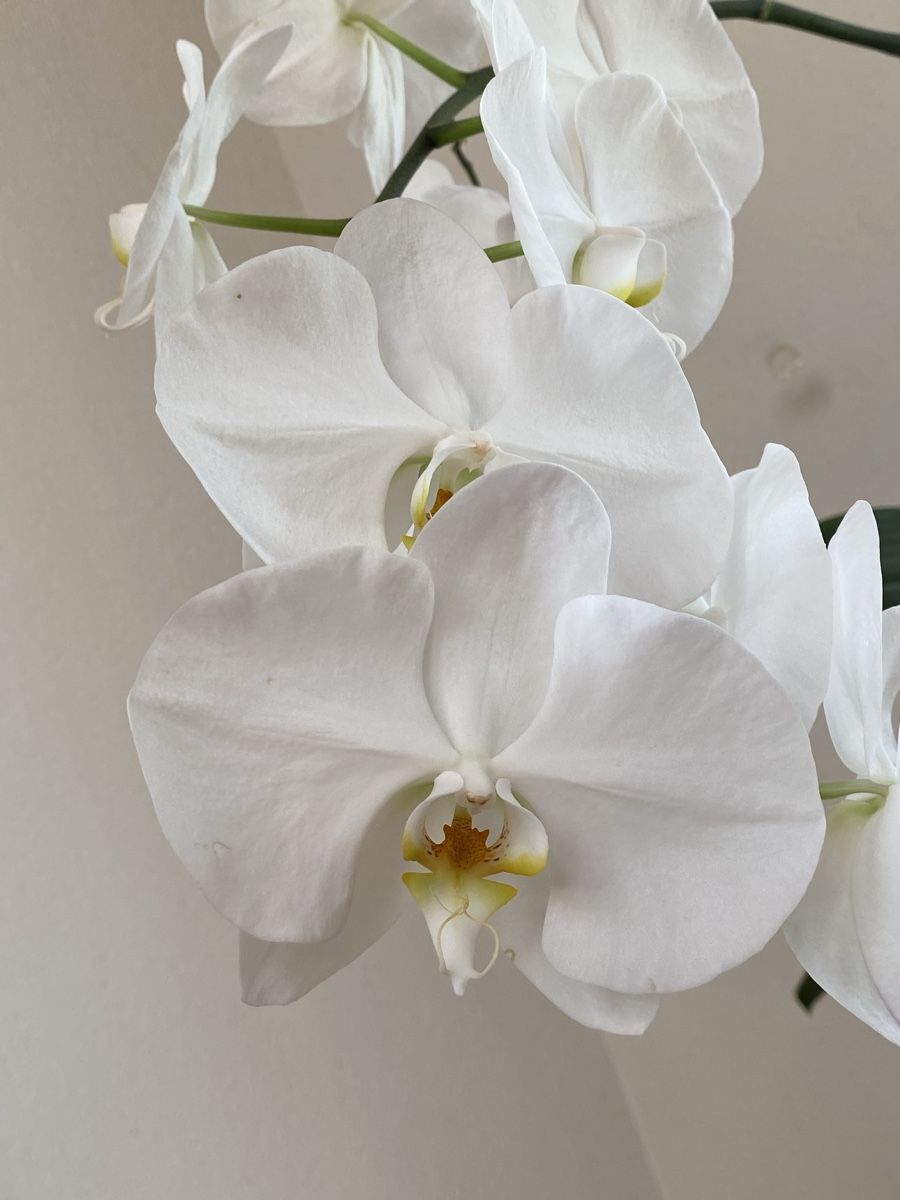 Piante & sementi: Grosse Orchidee Phalaenopsis weiss, 76 cm – Usato da Buochs venduto da H16 7