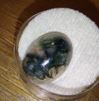 Moosachat im Cabochonschliff 11.04 ct