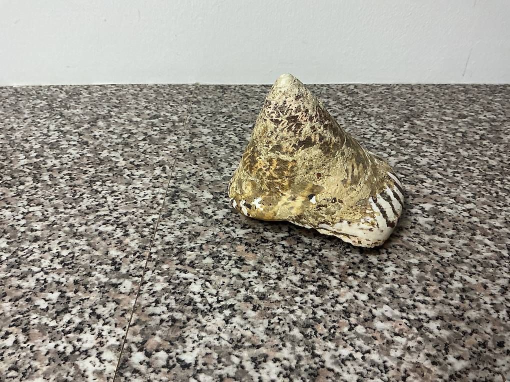 Fossilien: Perlmutt Muscheln – Neu und originalverpackt aus Rorschacherberg von Rose144 4