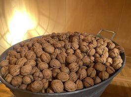 Grosse Biobaumnüsse Ernte 2026