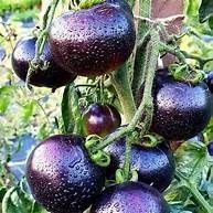 OSU Blue Bio - Salattomate - 15 Samen