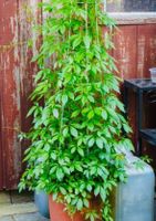 10 Samen GYNOSTEMMA PENTAPHYLLUM JIAOGULAN -Kraut der Unster