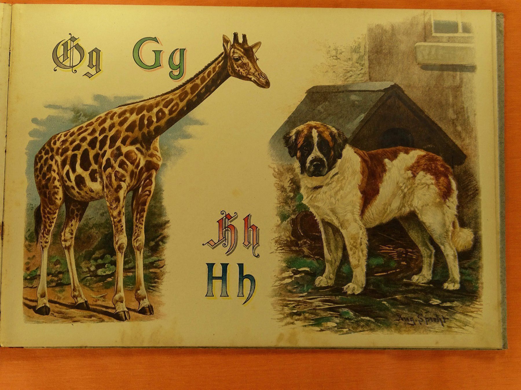 Libri: PRACHT-TIER-ABC – Usato da Grüningen venduto da Kartensammler 7