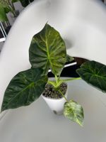 Alocasia Regal Shield Aurea 💚💛✨