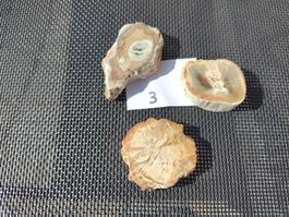 3 Stk Versteinerte Holzscheiben Sammlerstück Set 3